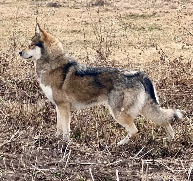 TAMASKAN PUPS (Ultimate Shepsky) in Dogs & Puppies for Rehoming in Edmonton - Image 11