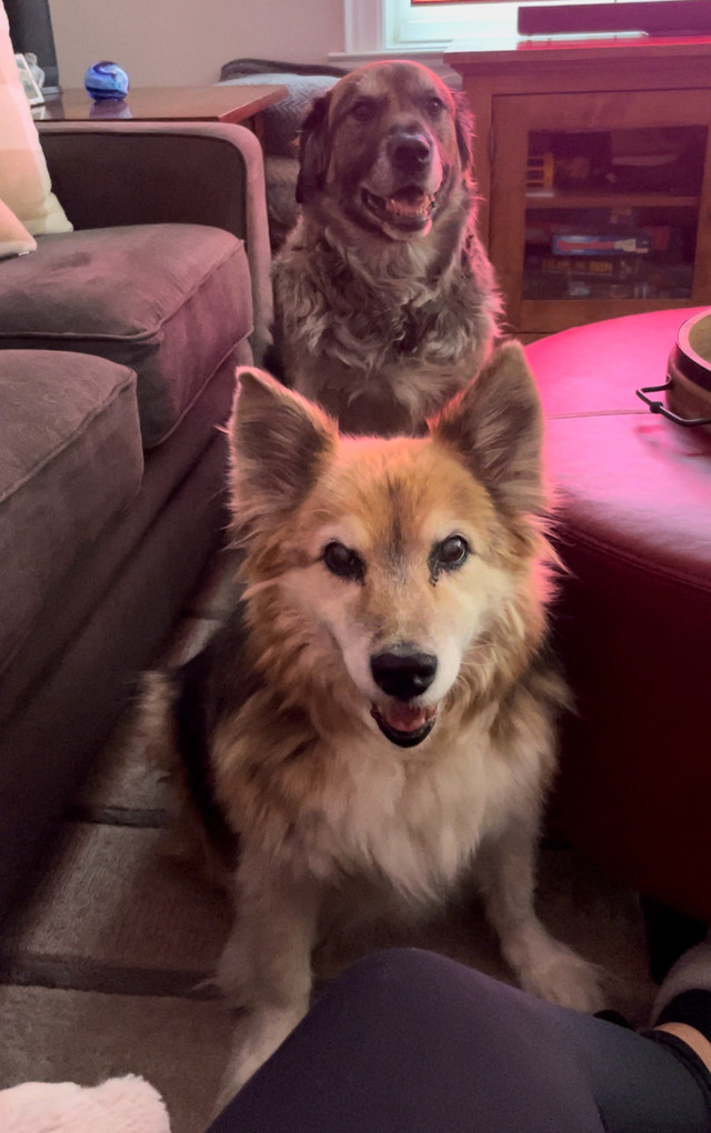 dog walker/ sitter/ dog boarding   Call Lena 647-794-8905 in Animal & Pet Services in City of Toronto - Image 4