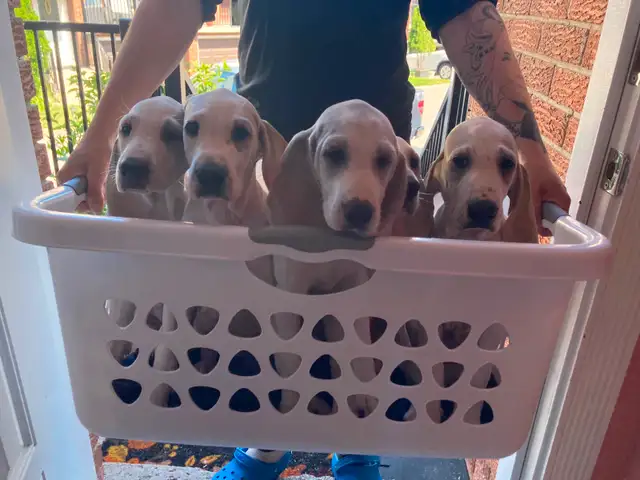 Porcelain hound puppies. in Dogs & Puppies for Rehoming in City of Toronto - Image 2