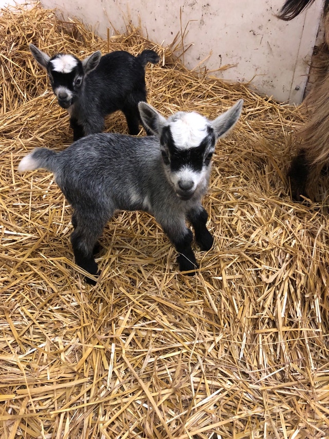 West African Pygmy goats Livestock Winnipeg Kijiji