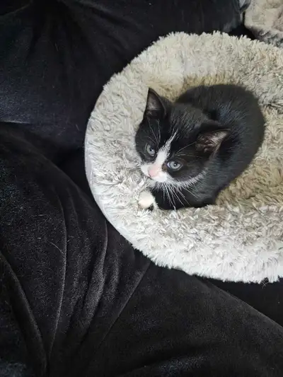 kittens for sale , View more