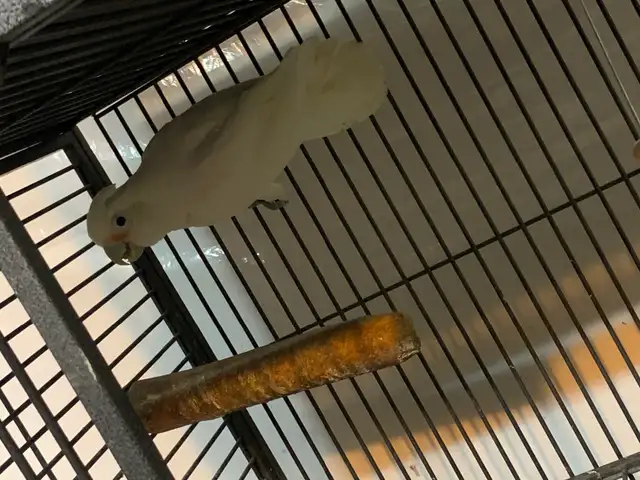 Cockatoo in Birds for Rehoming in Delta/Surrey/Langley - Image 8