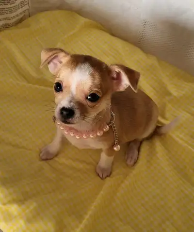 Chihuahua puppies (These are pics of the puppies available), View more