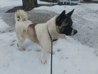 Very sweet 4 years old, intact, blind, American Akita female. Will be better with one or two persons...