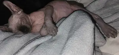 chaton sphynx, View more