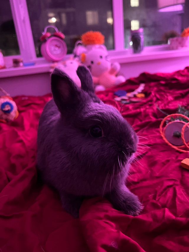 Purebred Netherland Dwarf Rabbit  in Small Animals for Rehoming in Burnaby/New Westminster
