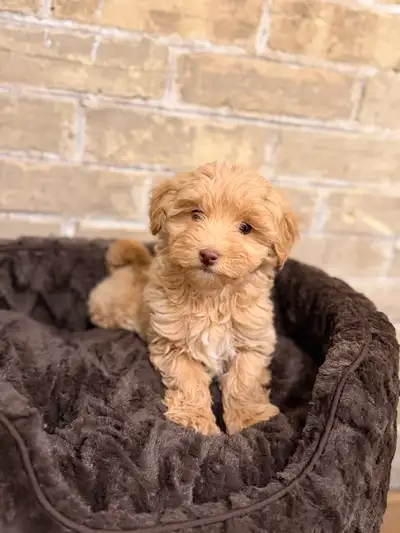 Toy Maltipoo puppies, View more