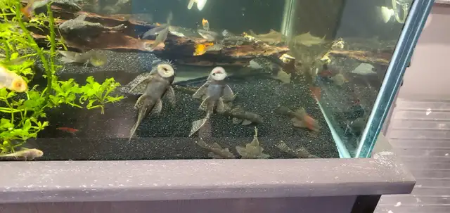 Bristlenose pleco in Fish for Rehoming in Lethbridge - Image 3