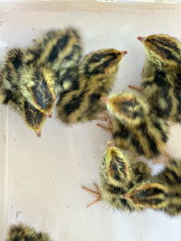 Day old chicks Jumbo  quails I have 10 AVAILABLE 