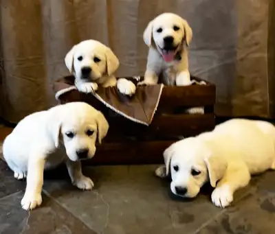 Polar Bear White Lab Puppies!, View more