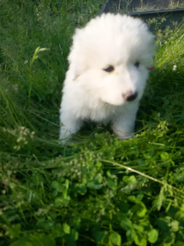 Purebred all white Great Pyrenees puppies in Dogs & Puppies for Rehoming in Ottawa - Image 3