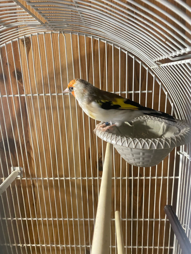 female Siberian goldfinch in Birds for Rehoming in Calgary