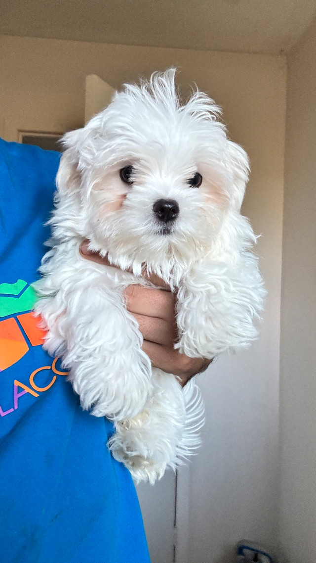Vrai Bichon maltais , Maltese pure race , male desponible dans Chiens et chiots à adopter  à Laval/Rive Nord - Image 2