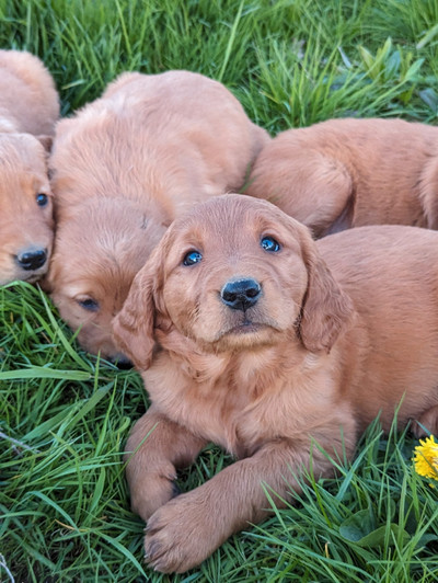 ***Beautiful "Red" Golden Retriever Puppies***