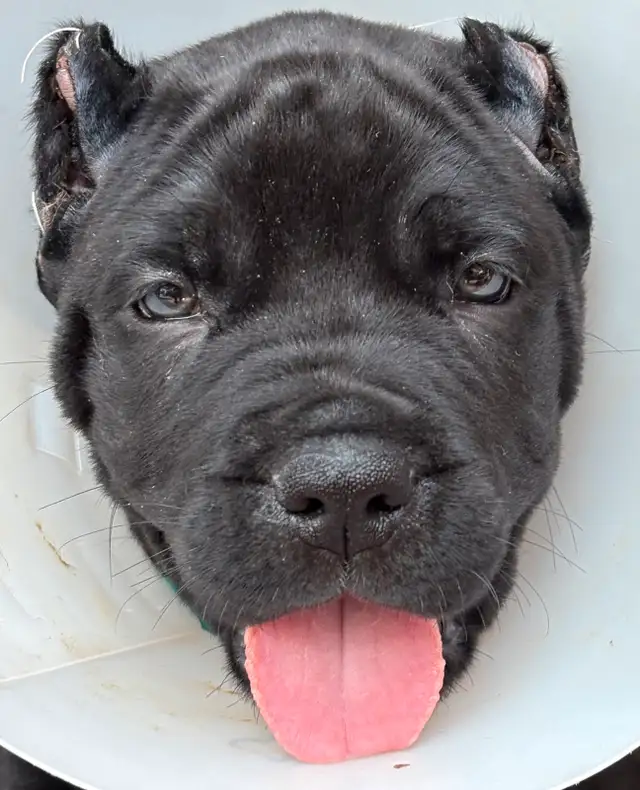 5 big beautiful males, Purebred Cane Corso in Dogs & Puppies for Rehoming in Oshawa / Durham Region - Image 7