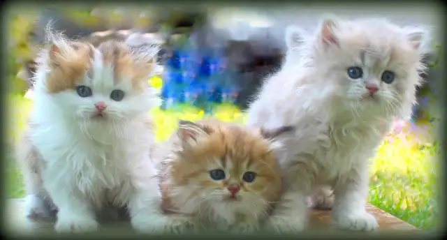 Rare Teddy Bear Kittens (British Longhair) in Cats & Kittens for Rehoming in Winnipeg - Image 2