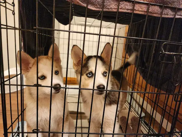 Blue eyed Pomskies in Dogs & Puppies for Rehoming in Kelowna - Image 7