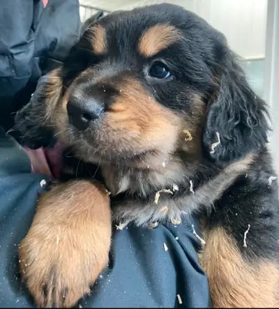 portées Golden Mountain Dog à venir (bouvier bernois x golden), View more