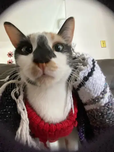 kitty for sell, View more
