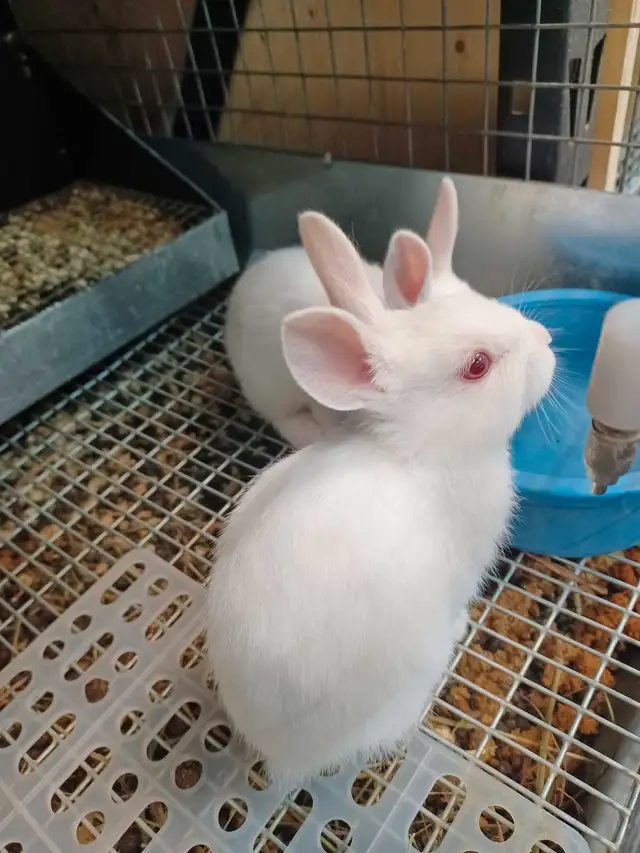 Florida whites bunnies (meat rabbits) in Small Animals for Rehoming in City of Toronto - Image 4
