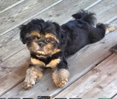 older shih tzu females available, View more