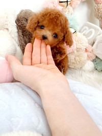 TINY/TOY teddy bear Poodle puppies
