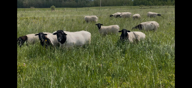 Bred Dorper Ewe Lambs in Livestock in St. Albert - Image 4