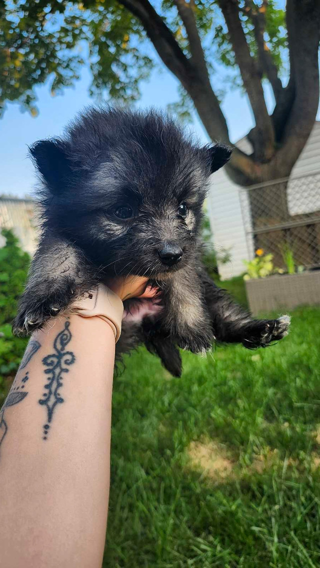 keeshond dans Chiens et chiots à adopter  à Trois-Rivières - Image 2