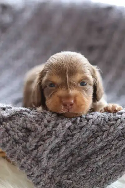 Mini Long-Haired Dachshund , View more