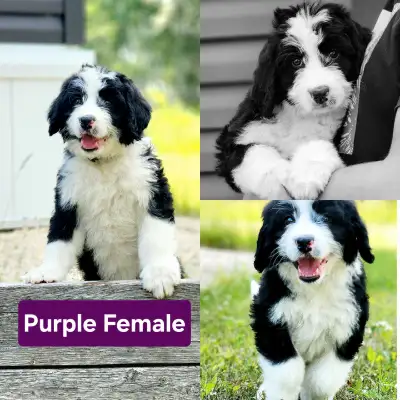 F1 Bernedoodle Puppies, View more