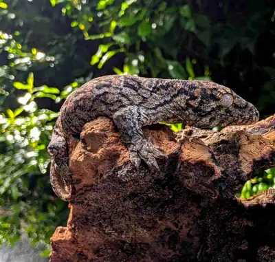 unsexed DM leachieanus gecko, View more
