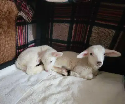 Bottle lambs, View more