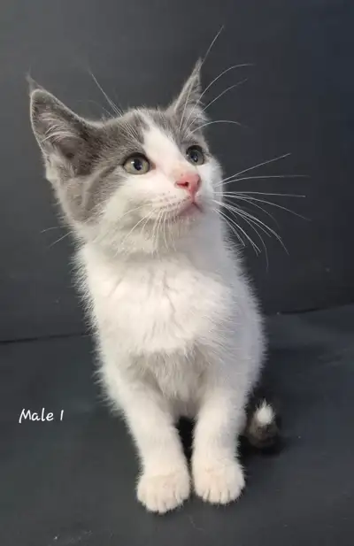 Low allergen Hypoallergenic Siberian Russian Blue Tortie kittens, View more