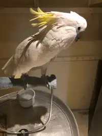 Cockatoo , 6 year old male 