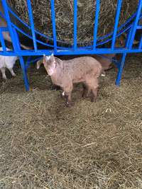 Registerable Kiko goat Bucklings 