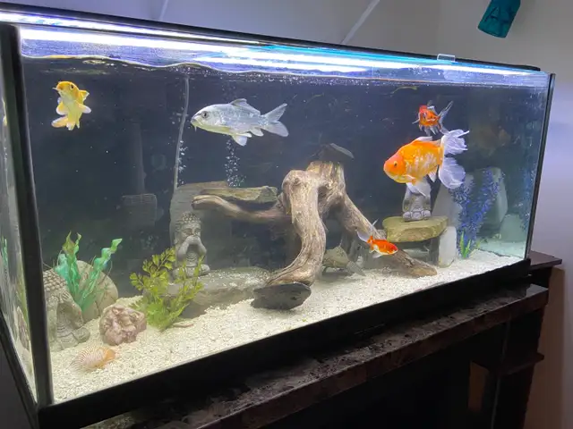 75 GALLON AQUARIUM FISH TANK $1100 - Pickering in Accessories in City of Toronto - Image 5