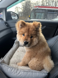 Chow chow puppy 6 month old 