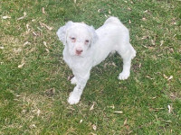 English Setter Puppies for Sale