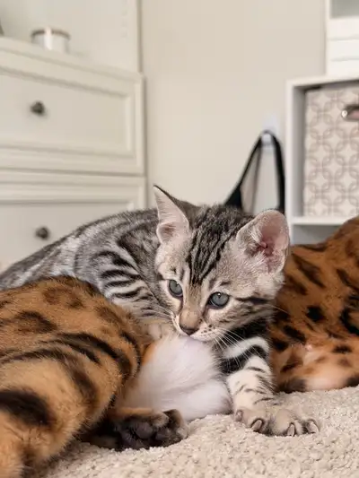 Bengal pure race (enregistré TICA), View more