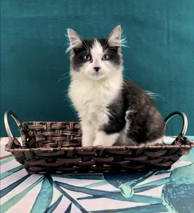 Huge Maine Coon Kitten - Tuxedo Male, View more