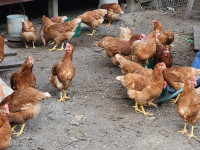 ●● Red Sexlink HENS PULETS Ready To Lay 5 Mths Old