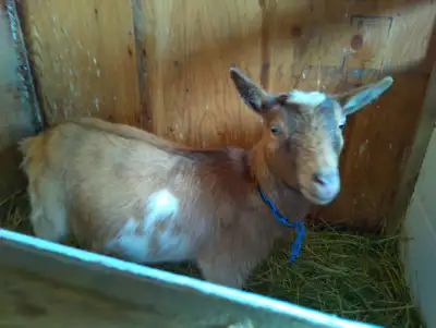 Registered and Unregistered Nigerian Does and Kids, View more