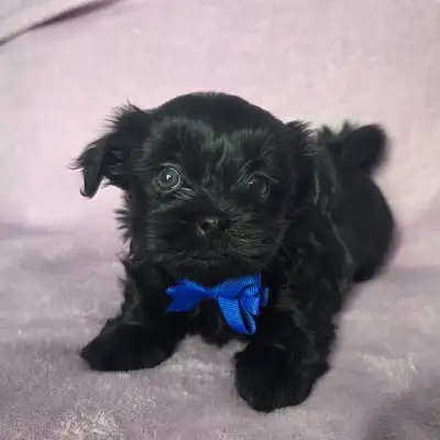 ❤️ BEAUTIFUL SOLID BLACK YORKIEPOO PUPPIES ❤️, View more