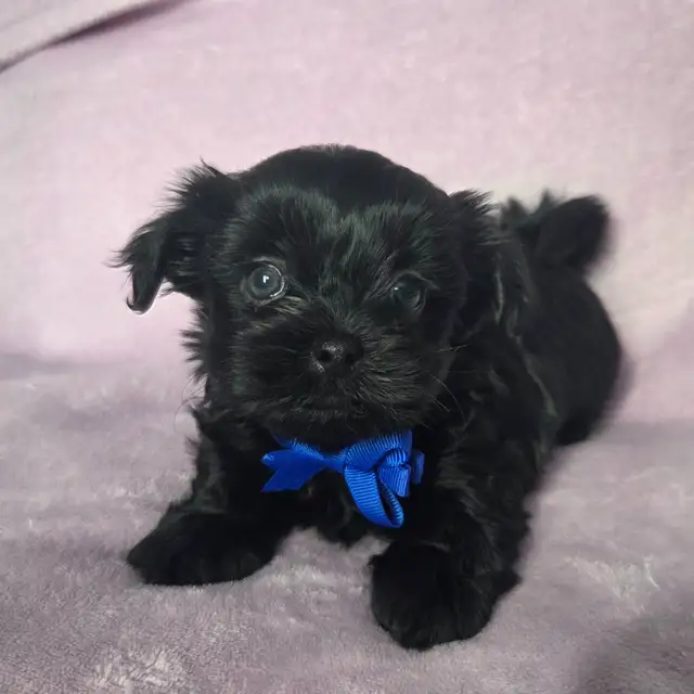 ❤️ WE'RE ALL ON HOLD ❤️ YORKIEPOO PUPPIES ❤️ in Dogs & Puppies for Rehoming in Ottawa - Image 4