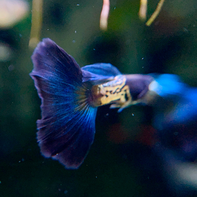 Stunning Guppies for Every Tank in Fish for Rehoming in Barrie - Image 4