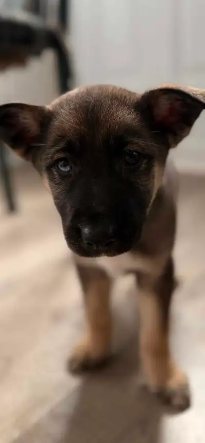 female German shepherd x husky , View more