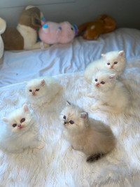 Persian Chinchilla Kittens.