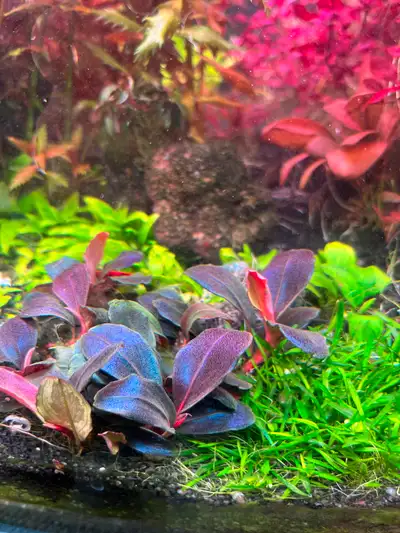Bucephalandra Helena Aquarium Plants, View more