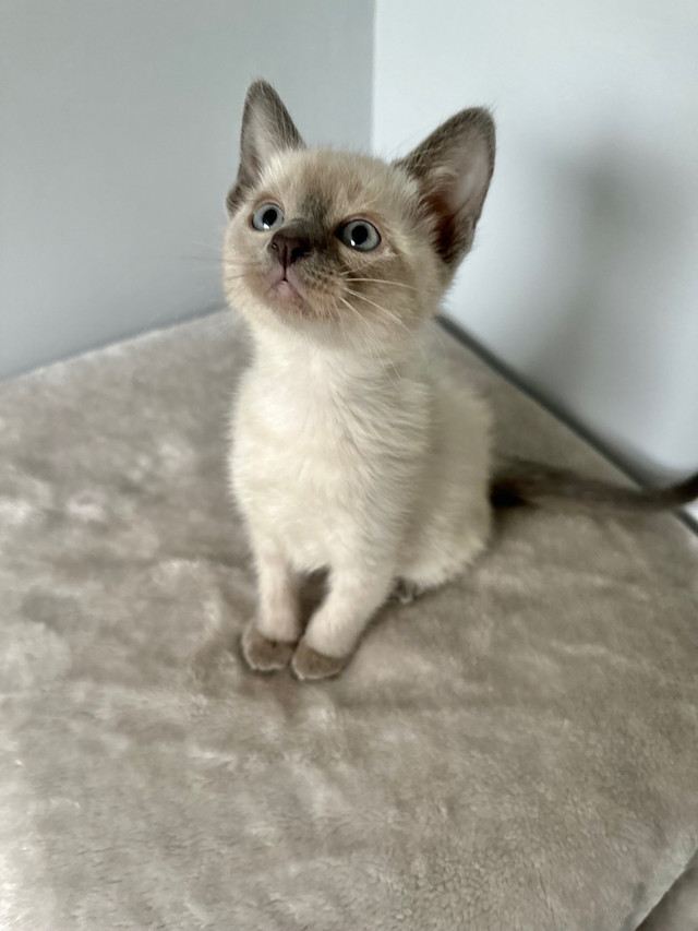Siamese/Ragdoll Ragamese Cats & Kittens for Rehoming North Bay