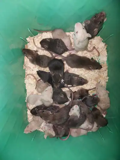 Frozen Feeder Rats, View more